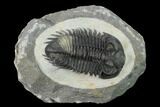 Coltraneia Trilobite Fossil - Huge Faceted Eyes #154333-1